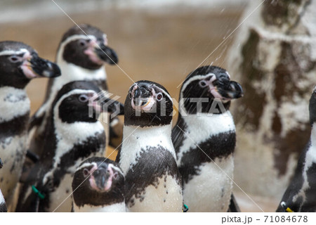 ペンギンの一団 71084678