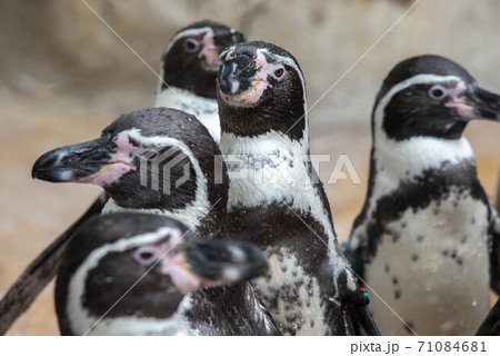 ペンギンの一団 ペンギンの一団 71084681