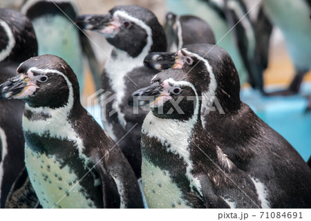 ペンギンの一団 ペンギンの一団 71084691