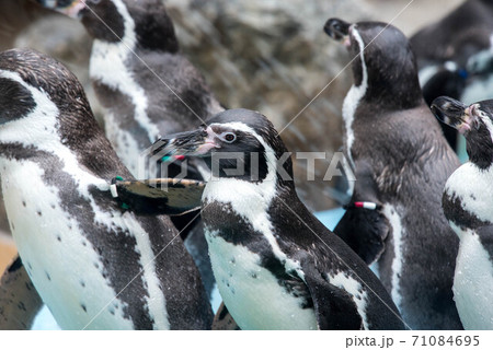 ペンギンの一団 ペンギンの一団 71084695