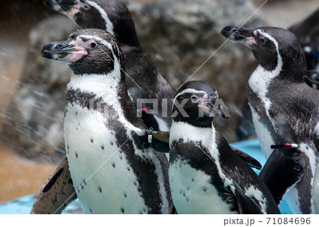 ペンギンの一団 71084696