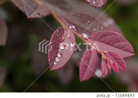 雨上がりのベニバナトキワマンサク 雨上がりのベニバナトキワマンサク 71084893