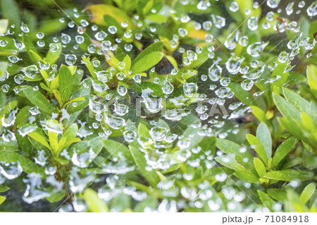 雨上がりの蜘蛛の巣 しずくの模様 雨上がりの蜘蛛の巣 しずくの模様 71084918
