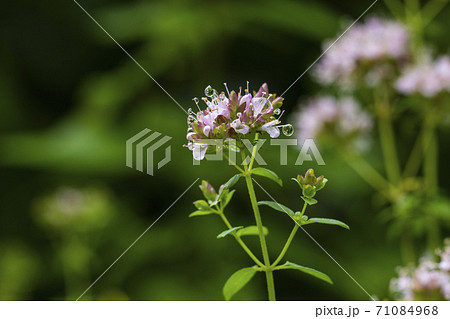 雨上がりのオレガノの花の写真素材