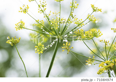 雨上がりのフローレンスフェンネルの花の写真素材