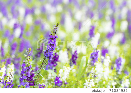 ロベリアの花壇の写真素材