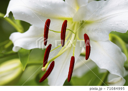 カサブランカの花の写真素材