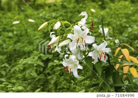 カサブランカの花の写真素材