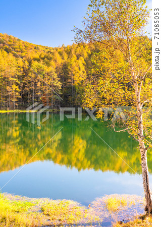 《長野県》黄金色の御射鹿池・黄葉最盛期 71085053