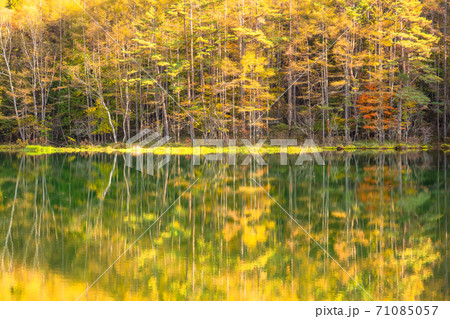 《長野県》黄金色の御射鹿池・黄葉最盛期 71085057