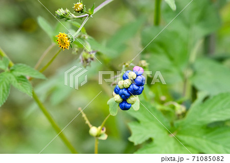 イシミカワ 71085082