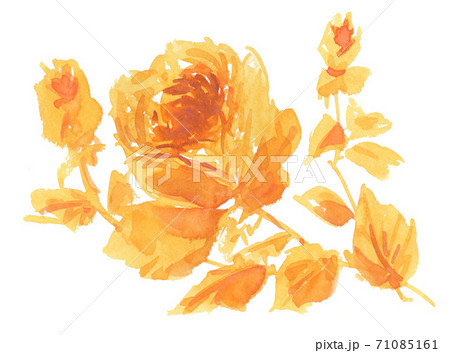 rose201102pix7 71085161