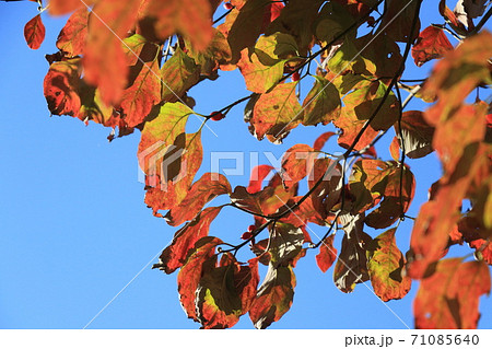 秋の光が透ける紅葉した葉 秋の光が透ける紅葉した葉 71085640