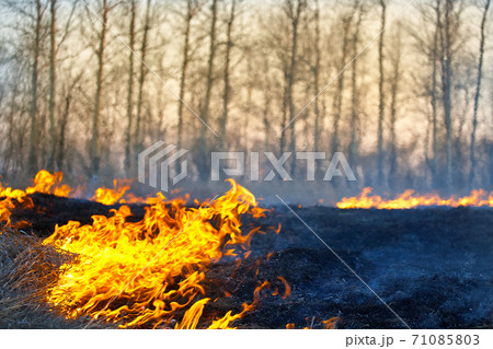 Open flame. Burning dry grass in the field. Extreme disaster and forest fires during a drought. 71085803