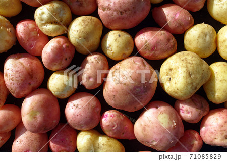Placer of pure and large potatoes of white and red varieties. A farmer's natural vegetable. Placer of pure and large potatoes of white and red varieties. A farmer's natural vegetable. 71085829