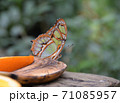植物園でフルーツにとまるアゲハ蝶 71085957
