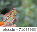 植物園でフルーツにとまるアゲハ蝶 71085963