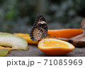 植物園でフルーツにとまるアゲハ蝶 71085969