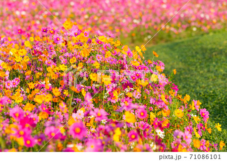 Flowers Cosmos in the meadow background. 71086101