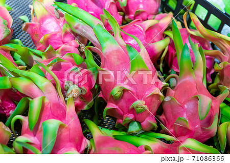 ドラゴンフルーツたくさん ドラゴンフルーツたくさん 71086366