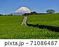富士山と新緑の茶畑 71086487