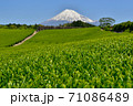 新緑の茶畑と富士山 71086489