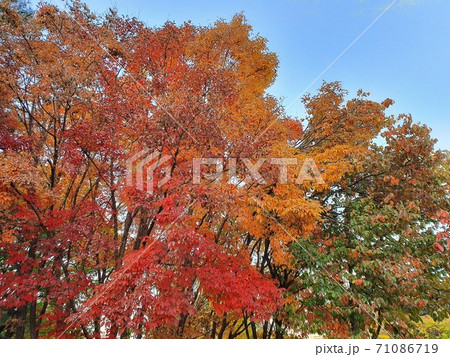 葉 カエデ 紅葉 71086719