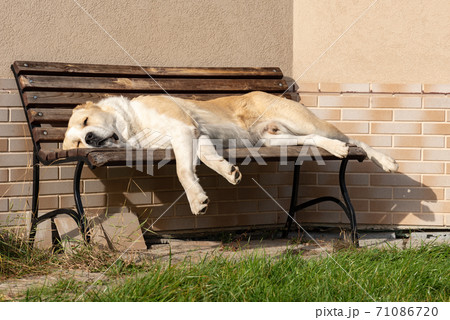 Central Asian Shepherd Dog male adult on a bench 71086720
