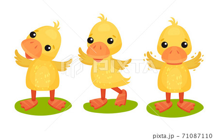 Funny Yellow Duckling Standing and Waving Wings Vector Set 71087110