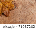 紅葉のユリノキと木の板 71087282
