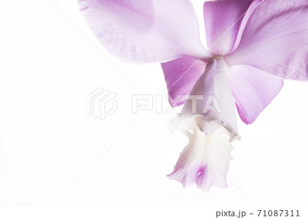 薄紫のカトレア 白バック クローズアップの写真素材