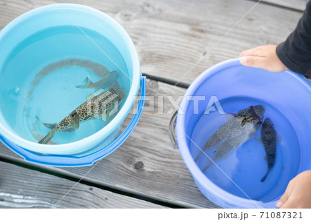 海釣りの釣果 海釣りの釣果 71087321