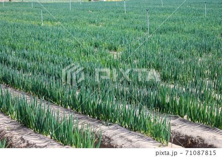 ネギ畑 露地栽培 砂地の写真素材 ネギ畑 露地栽培 砂地の写真素材