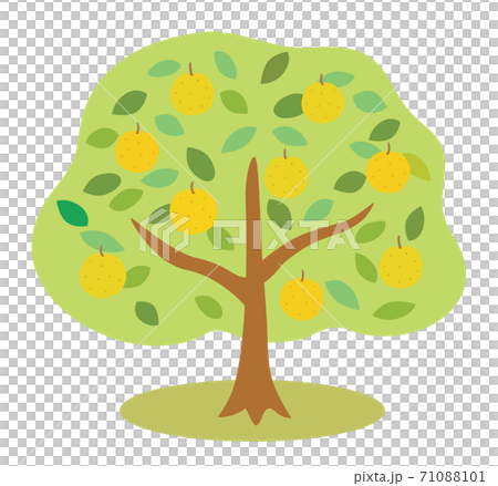 Illustration of a pear tree with many fruits Illustration of a pear tree with many fruits 71088101