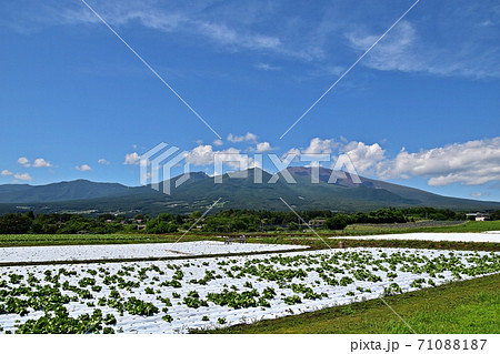 御代田町から見た新緑の浅間山と高原野菜の畑 御代田町から見た新緑の浅間山と高原野菜の畑 71088187