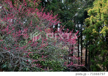 Red bush 71088797