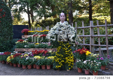 直前に中止になった弘前城菊と紅葉まつりの菊人形 直前に中止になった弘前城菊と紅葉まつりの菊人形 71088798