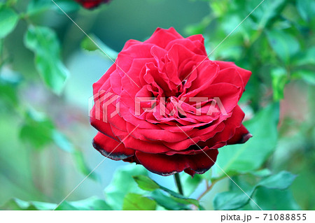 赤い薔薇の花。秋に咲く薔薇。日本のバガデルル公園の写真素材