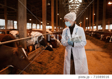 Female Veterinarian Inspecting Livestock Female Veterinarian Inspecting Livestock 71089016