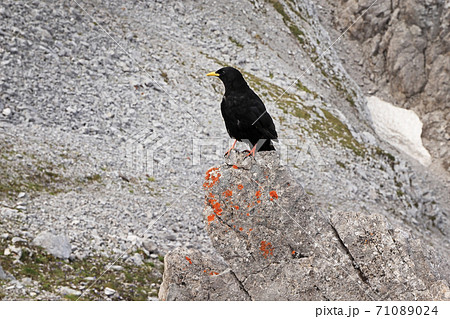 Northern Chain. Alpine chough Northern Chain. Alpine chough 71089024