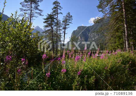 Flowery shore 71089136