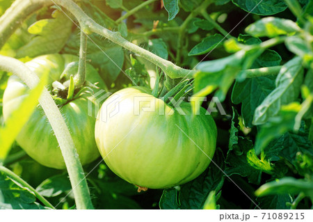 Green tomatoes hang on a stalk in the garden. Growing natural vegetables without pesticides and chemicals. 71089215