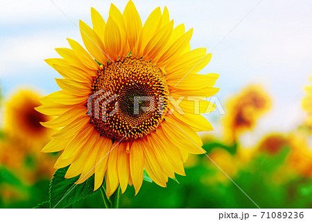 Colorful sunflower close-up on a sunflower field. Background for agriculture Colorful sunflower close-up on a sunflower field. Background for agriculture 71089236