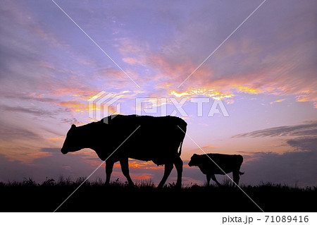 夕陽を背景に高原の牧場を歩む親子牛のシルエット 71089416