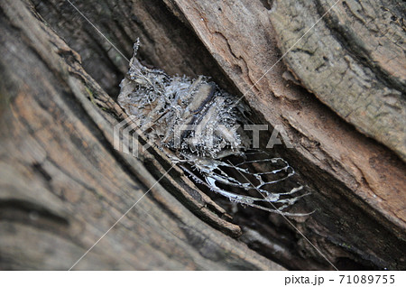 セミノハリセンボン セミノハリセンボン 71089755