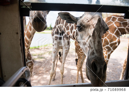 giraffes poke face into tourist bus window 71089968