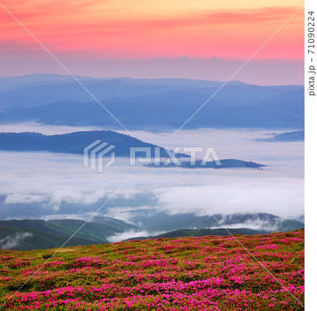 Morning with red flowers and fog Morning with red flowers and fog 71090224