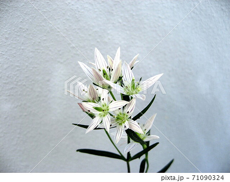 センブリ 71090324