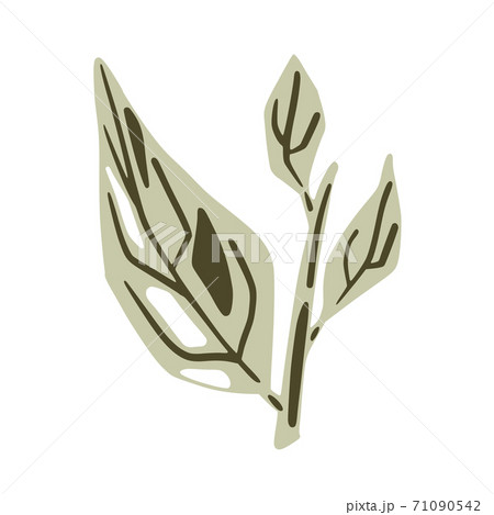 Foliage with twigs isolated on white background. Scandinavian botanical sketch hand drawn in style. 71090542