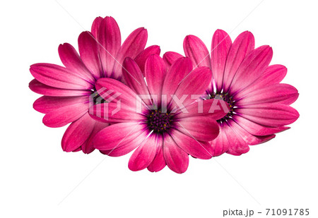 Osteospermum Daisy or Cape Daisy Flower Osteospermum Daisy or Cape Daisy Flower 71091785